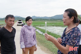 Hà Tĩnh: Thêm 2 mẫu rầy dương tính với vi-rút lùn sọc đen trên lúa