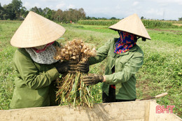 Tỏi ven bờ Ngàn Sâu, từ cây bản địa đến giấc mơ sản phẩm OCOP