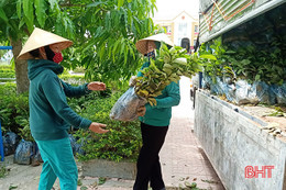 Khôi phục giống hồng ngon nhất Hà Tĩnh