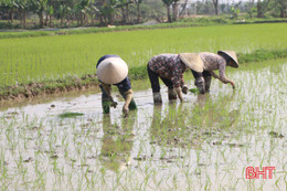 Nông dân Hà Tĩnh chọn ngày lành xuống đồng “cầu” mùa vụ hanh thông