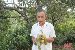 Thời tiết thất thường, nông dân vùng trà sơn Can Lộc mất trắng mùa hồng