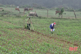 Vũ Quang tập trung chăm sóc và gieo trỉa 500 ha ngô vụ Đông