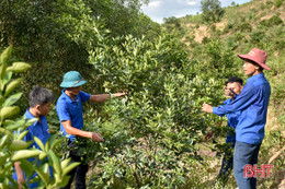 6 thanh niên liên kết phát triển cây cam Vũ Quang