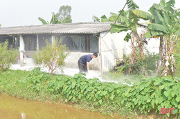 Đồng loạt tiêu độc, khử trùng ngăn dịch tả lợn châu Phi