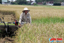 Lúa nhiễm bệnh bạc lá, xã Đức Thủy mất mùa diện rộng