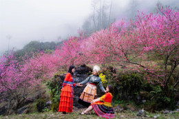 Hoa đào nở muộn ở Hà Giang