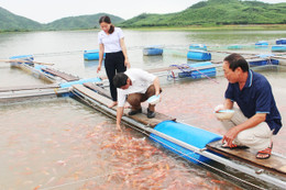 Bán khách sạn tiền tỷ, gom tiền về quê nuôi cá lồng bè