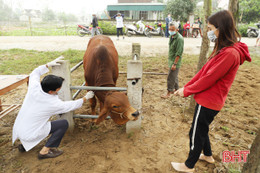 7 ngày đã qua, Nghi Xuân không có thêm trâu, bò bị viêm da nổi cục