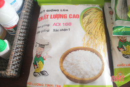 Hà Tĩnh: Giống lúa ADI 168 đạt năng suất trên 60 tạ/ha