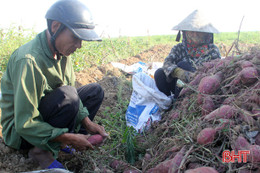 Khoai lang đỏ Xuân Hồng rớt giá, khó bán!