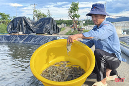 Nuôi tôm thâm canh 3 giai đoạn, nông dân Hà Tĩnh thu lãi hàng trăm triệu