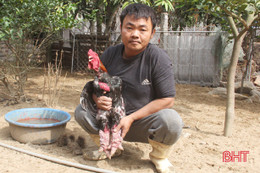 Gà Đông Tảo, lợn rừng “cháy hàng” dù hơn 2 tuần nữa mới Tết