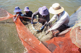 Thủy sản Hà Tĩnh vượt “giông bão”