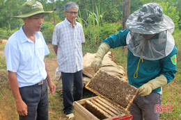 Hứng "tinh hoa của đại ngàn", người Vũ Quang thu 10 tỷ đồng mỗi năm