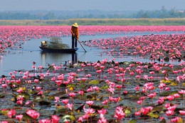 Hồ hoa súng khổng lồ ở xứ sở Chùa Vàng