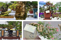 Ngắm bonsai mini giá đắt đỏ