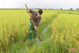 Ứng phó với thời tiết xấu, phấn đấu bảo toàn năng suất lúa hè thu ở Hà Tĩnh