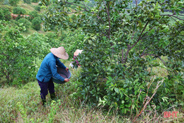 Miền Trà Sơn Can Lộc - vùng đất xanh bốn mùa hoa trái