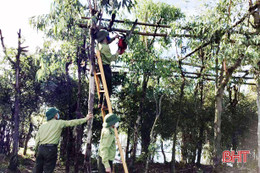 Lộc Hà triển khai tốt phương án bảo vệ 1.587 ha rừng