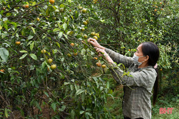 “Rã đông” nông sản sau bão dịch ở Kỳ Thượng