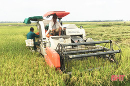 Năng suất giống lúa xuân cao nhất ở Lộc Hà đạt khoảng 60 tạ/ha