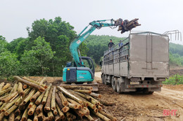 Nghề trồng rừng nguyên liệu ở Hà Tĩnh cải thiện thu nhập cho hàng chục nghìn hộ dân