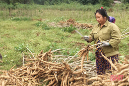 Người trồng sắn vùng thượng Kỳ Anh thất thu do bệnh khảm lá sắn