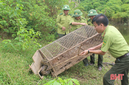 Chi cục Kiểm lâm Hà Tĩnh thả cá thể trăn gấm về môi trường tự nhiên