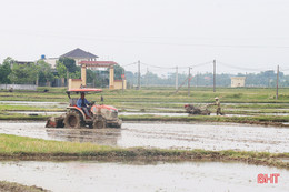 Thạch Hà quyết tâm xuống giống 7.600 ha lúa hè thu trước ngày 10/6