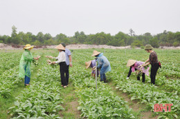 Những "tỷ phú" nông dân Hà Tĩnh