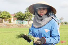 Thiếu nguồn nước tưới, người dân vùng mỏ sắt Thạch Khê sản xuất lúa đánh cược với trời