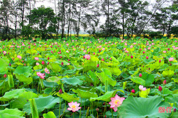 Ngan ngát những mùa sen 