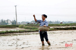 “Hốt” nắng vàng, nông dân Hà Tĩnh hối hả gieo cấy trà lúa xuân muộn