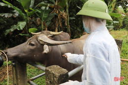 Các địa phương ở Hà Tĩnh tăng cường tiêm phòng đợt 1 cho đàn gia súc, gia cầm