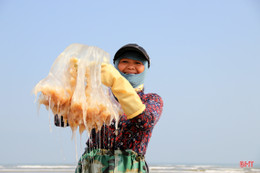 Đánh bắt, chế biến sứa biển, có ngày ngư dân Hà Tĩnh được gần chỉ rưỡi vàng