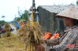 Nông dân Cẩm Xuyên "đắng lòng" nhìn lúa nảy mầm, vườn mẫu tan hoang