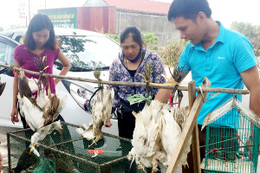 Giăng lưới bẫy chim trời, bày bán tràn lan bên quốc lộ