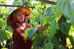 Làng trầu “tiến vua” ở Hà Tĩnh tất bật vào vụ tết