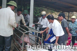 Tổ hợp chăn nuôi xã Hương Minh xuất gần 19 tấn lợn thịt cho Mitraco