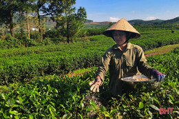 Đồi chè vùng thượng Kỳ Anh “ngủ đông” chờ ngày bung búp