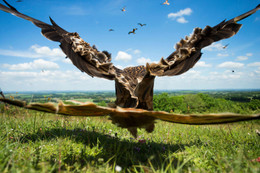 [Photo] Ngắm những bức ảnh thắng giải Bird Photographer of the Year 2017