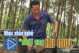 Nhọc nhằn nghề nuôi ong "du mục"...