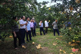 Cung cấp thêm giải pháp mới trong phòng trừ các bệnh trên cây cam, bưởi ở Hà Tĩnh