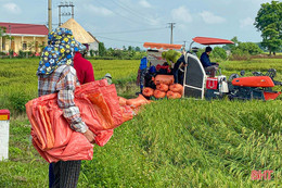 Nông dân Hà Tĩnh thu hoạch sớm nhiều diện tích lúa xuân