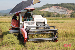 Nghi Xuân có xã dự kiến thu hoạch xong lúa hè thu trước hạn hơn nửa tháng