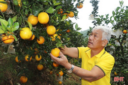 Cựu chiến binh miền núi Vũ Quang “biến" đồi hoang thành vùng đất trù phú