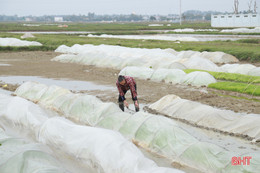 Nông dân Hà Tĩnh chống rét cho mạ xuân