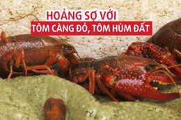 Hà Tĩnh chỉ đạo tăng cường quản lý, kiểm soát loài tôm càng đỏ