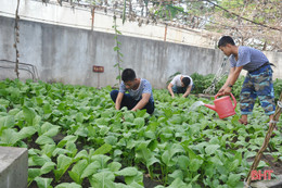 Mướt mắt những vườn rau tăng gia ở Trường Sa