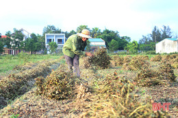 Mùa thu hoạch kém vui ở vựa lạc Hà Tĩnh